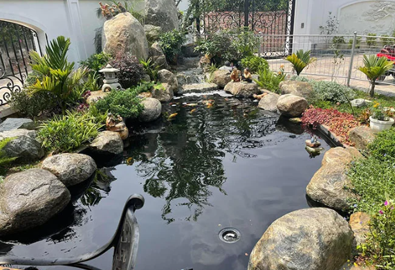 Hồ Koi Sân Vườn